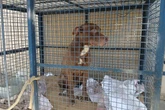 Pit-bull abandonado ataca seis alunos de escola municipal do Rio