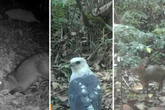 Câmera flagra de mão-pelada à fofíssima cutia-saltitante em SC; veja