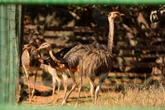 Festa julina: animais ganham “arraiá” no Zoológico de Brasília. Vídeo