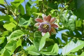 Especialista aponta benefícios de chás feitos com 4 plantas do Cerrado