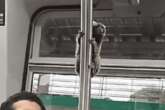 Vídeo: sagui é visto “viajando” em trem da Linha 9-Esmeralda