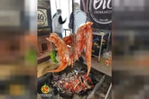 Operação apreende carne de jacaré durante evento de gastronomia no DF