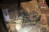 Vídeo: cachorro é resgatado por bombeiros após cair em bueiro no DF
