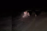 Vídeo: onças-pintadas são flagradas brigando no Pantanal