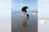 Filhote de cachorro se diverte em primeiro dia de praia; veja vídeo