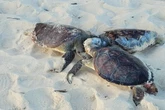 Dezesseis tartarugas aparecem mortas em praia de Niterói
