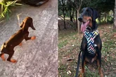 De filhote frágil a cão de 40 kg: resgate transforma vida de tutora