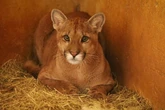Zoo de Brasília prepara retorno da onça-parda Farofa à natureza