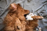 Cães e gatos: brincando ou brigando? Saiba quando você deve interferir