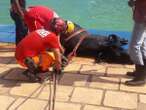 Calorão: búfala é flagrada dentro de piscina de clube em MG. Vídeo