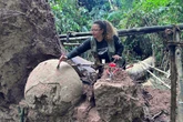 Queda de árvore na Amazônia revela urnas funerárias e rituais antigos