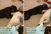 Cachorro conquista a web ao imitar o “irmãozinho humano” engatinhando