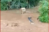 Vídeo: temporal rompe barragem e arrasta gado em propriedade rural