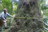 Pesquisadores identificam jequitibá-rosa gigante de 500 anos no RJ