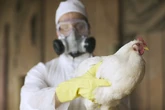 Gripe aviária: emergência zoosanitária abrange 10km ao redor de granja