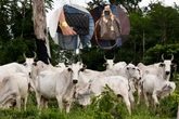ONG acusa Chanel e Louis Vuitton de usarem couro ilegal da Amazônia
