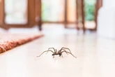 Aranhas em casa? Biólogo ensina como afastá-las de forma natural