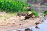 Capivara se sacrifica para salvar filhotes de ataque de onça-pintada