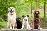 Em alta! Pesquisa revela os 10 nomes mais comuns entre os cachorros