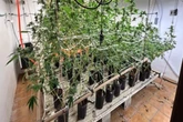 Mansão do skunk: casa em SC era usada para cultivo de “supermaconha”