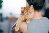 Seis sinais de que você é a pessoa preferida do seu gato