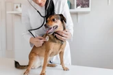 Doação de sangue pet? O seu bichinho pode ajudar cães e gatos no DF