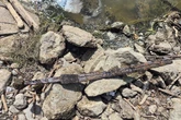 Pescador encontra espada medieval em rio na Polônia. Veja fotos