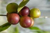 Suco com fruta rica em vitamina C é fonte “potente” de colágeno