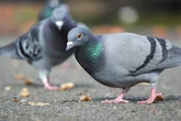 Ratos de asas? Entenda se a presença de pombos é sinal de sujeira
