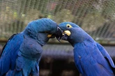 10 curiosidades incríveis sobre a arara-azul