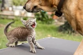 Gato estressado? Saiba como o cheiro de outros pets pode incomodá-los
