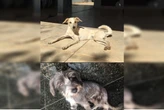 Homem abandona cadelas na rua e mente para a ex dizendo que doou pets