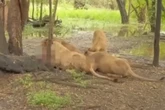Leões que mataram tratador em zoo da Tailândia são isolados do público