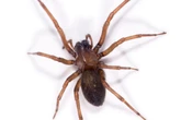 Aranha-marrom em casa? Biólogo dá dicas para manter esse perigo longe