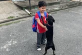 Menino reencontra cão desaparecido há 2 meses e recebe “lambeijos”