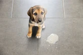 Cor do vômito do cachorro pode indicar doenças, alerta veterinária