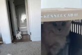Em vídeo divertido, mulher mostra como cão e gato reagiram à nova casa