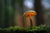 Estudo: substância dos “cogumelos mágicos” pode atrasar envelhecimento