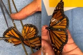Borboleta resgatada sem conseguir voar passa por transplante de asa