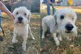 Família abandona poodle idoso, que vai para abrigo e ganha “nova vida”