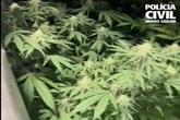 Biólogo é preso em BH por cultivar maconha e ensinar a produzir