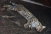 MS: jaguatirica é encontrada atropelada e morta na BR-376