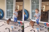 Vídeo: cão bola estratégia ousada e “furta” doce das mãos de criança