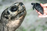 Goliath, tartaruga de Galápagos de 135 anos, se torna pai pela 1ª vez