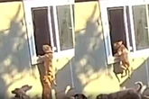 Vídeo: com saudades, cadela tenta invadir sala de tutora pela janela