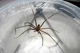 Aranha que causa necrose é comum em lares brasileiros