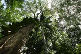 Alta de CO2 aumenta o tamanho das árvores na Amazônia, afirma estudo