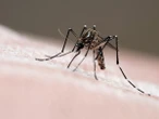 Mosquitos “anti-dengue” são soltos em regiões do DF; entenda