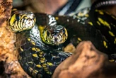 Ligeirinha, a serpente mais veloz do Brasil, esconde segredo. Entenda