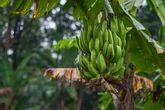 Veja 6 árvores frutíferas que você jamais deve ter no quintal ou pomar